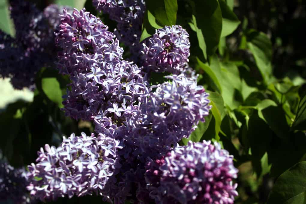 Wiosenne Lazurowe Wybr