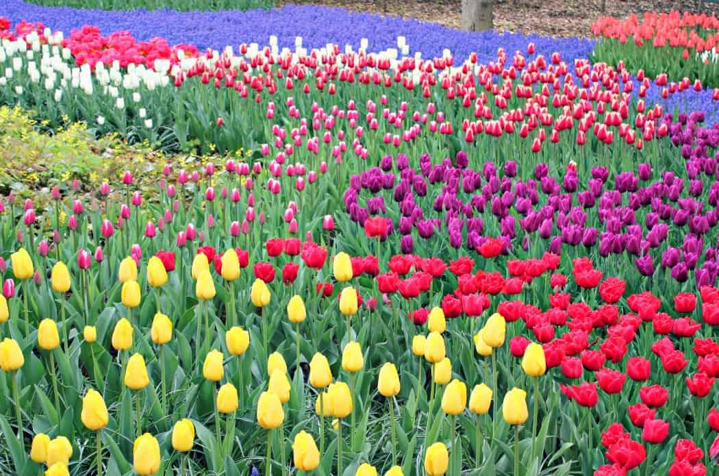 Tulipany w Holandii