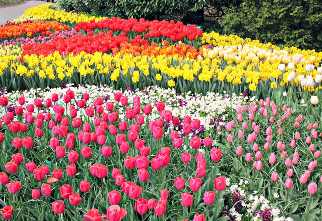 Holandia z dzieckiem - Ogrody w Keukenhof