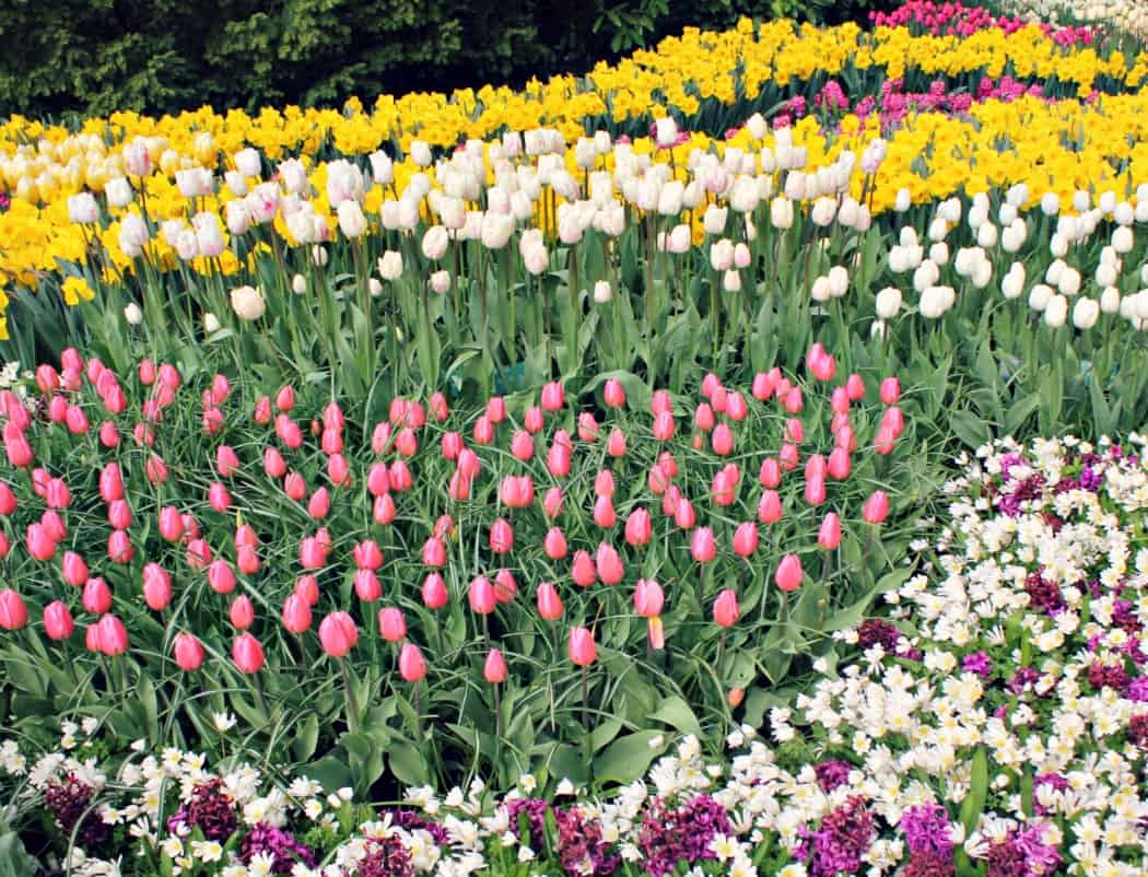 Holandia z dzieckiem - pola tulipanów