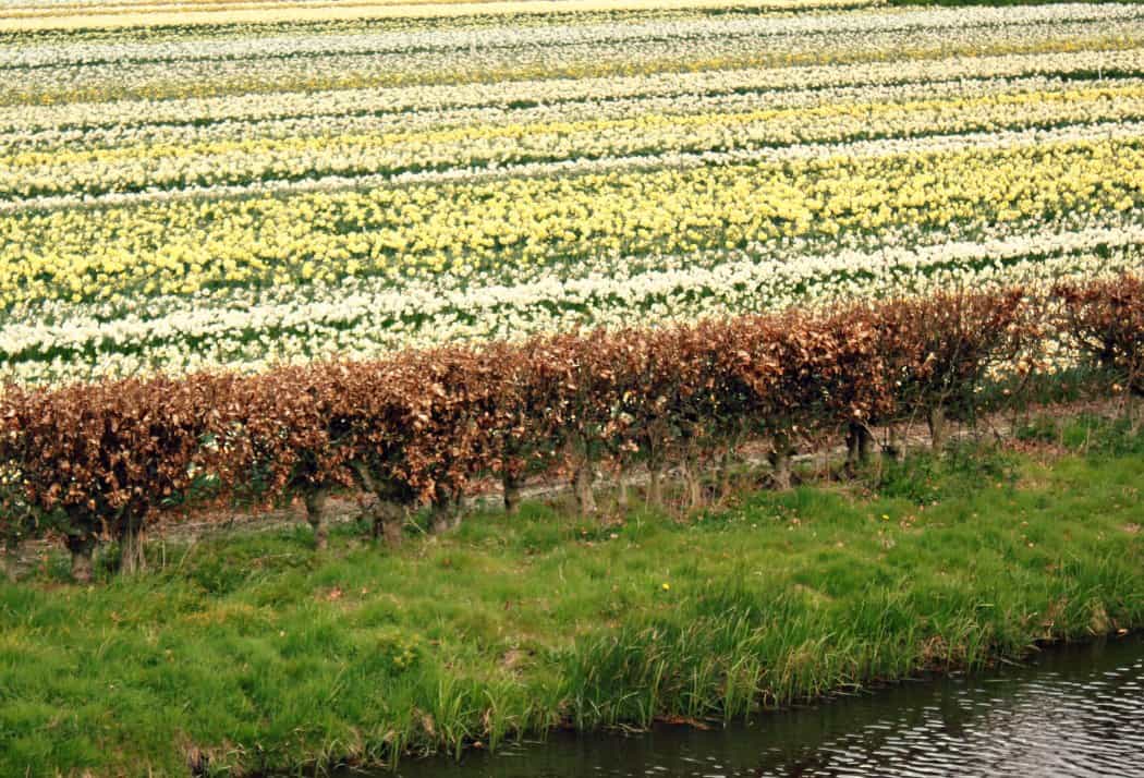 Holandia z dzieckiem - pola tulipanów