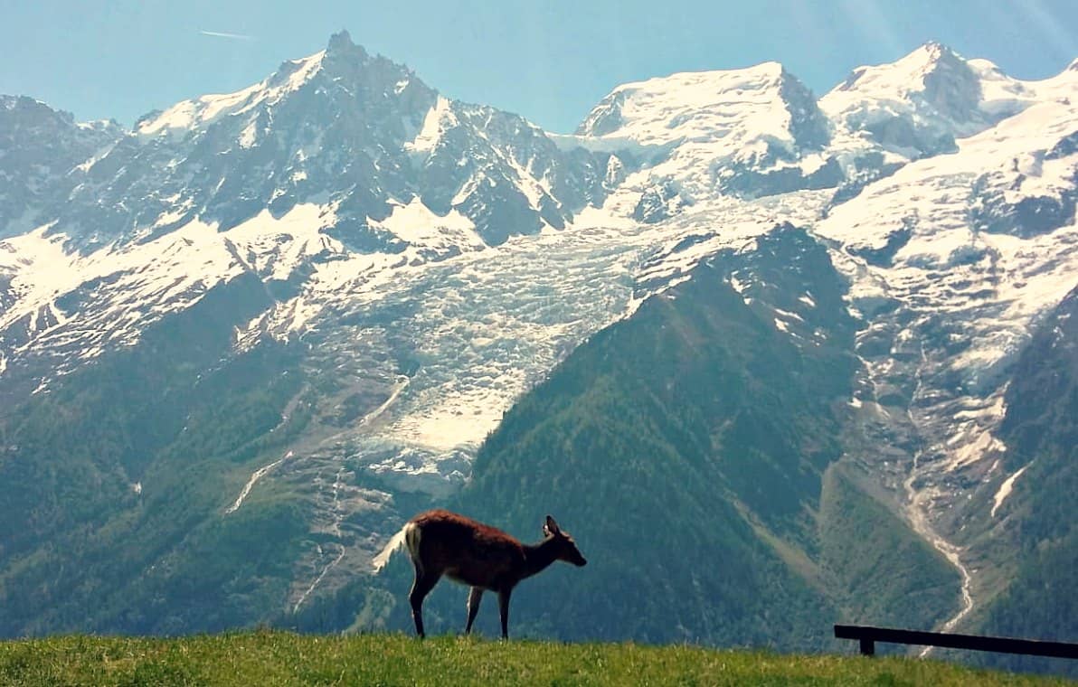 Chamonix atrakcje dla dzieci