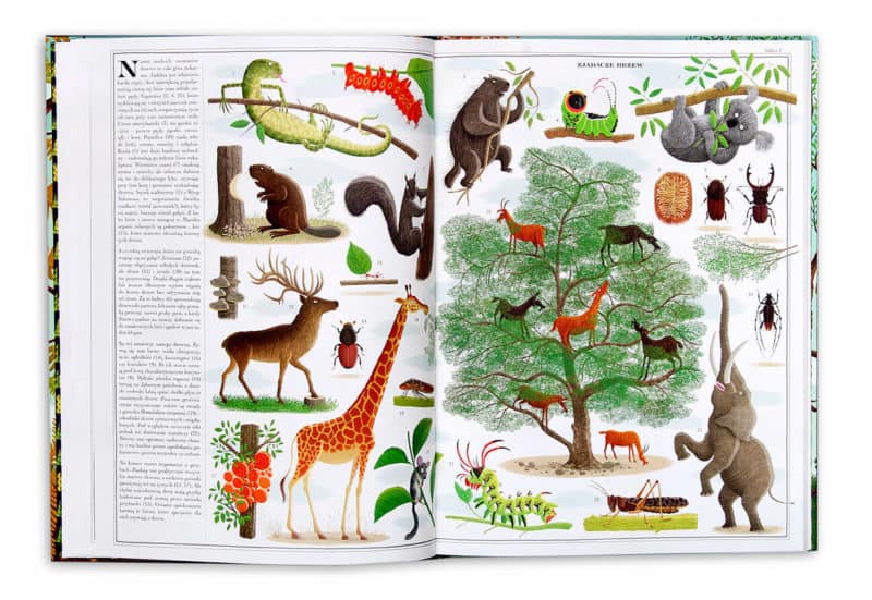 Drzewa - książka dla dzieci