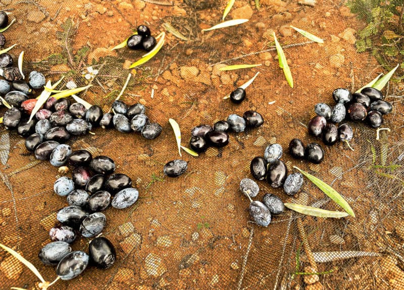 jak powstaje oliwa z oliwek