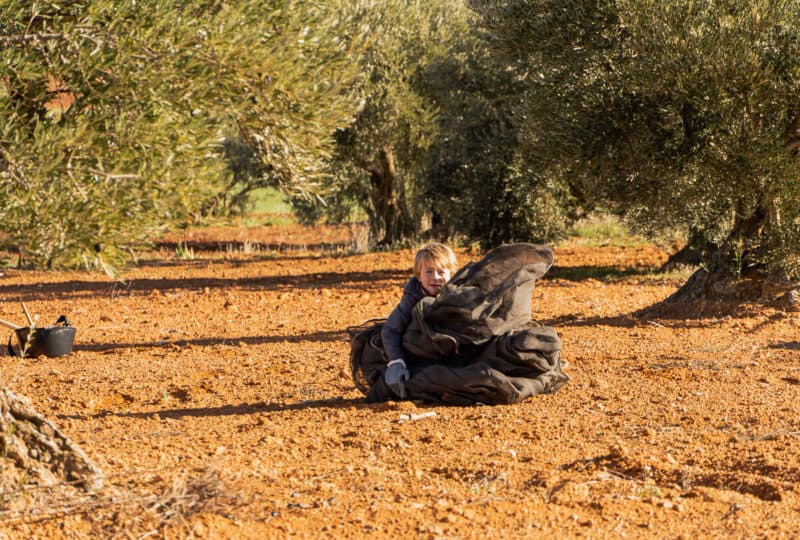 jak sie zbiera oliwki