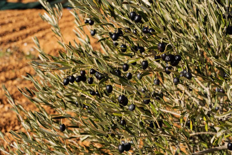 hiszpanskie oliwki