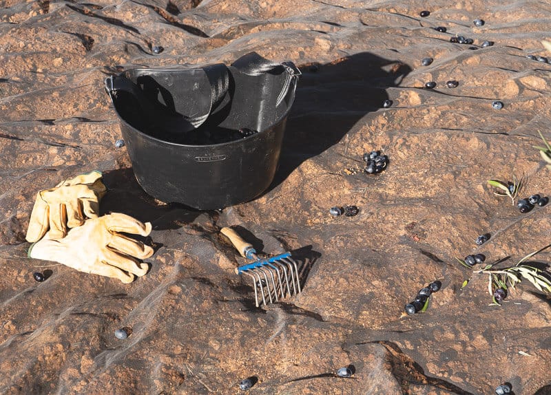 jak sie zbiera oliwki