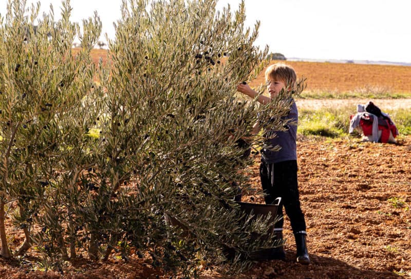 jak sie zbiera oliwki