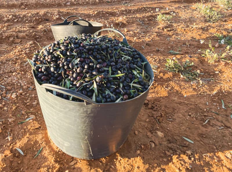 jak się zbiera oliwki