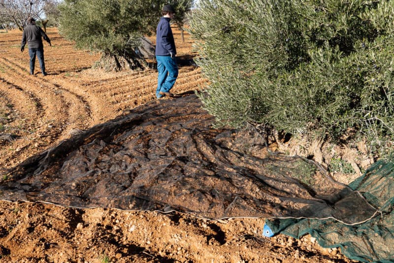 jak sie zbiera owliki