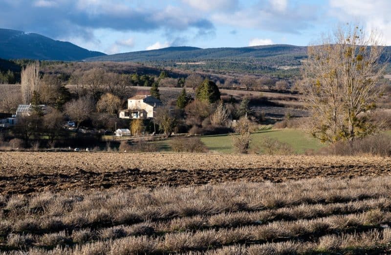 zima w Prowansji - lawenda