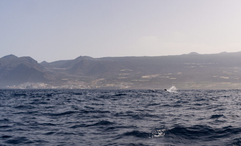 Teneryfa gdzie z dzieckiem