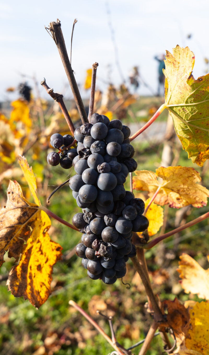 zwiedzanie Szampanii