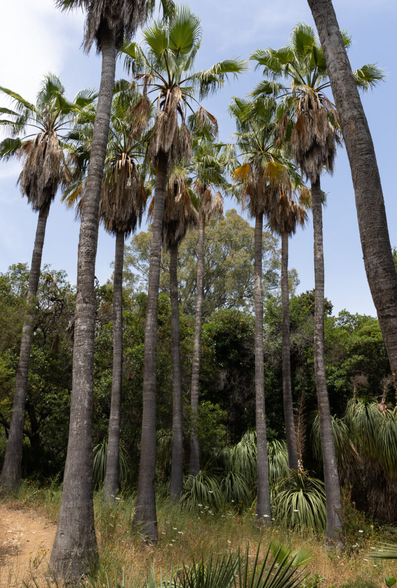 ogrody Lazurowego Wybrzeża